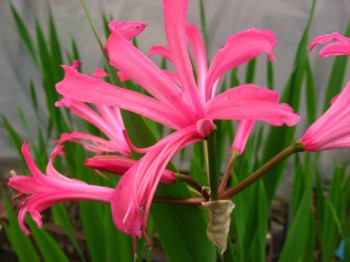 Plant of the Month Nerines