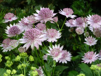 Plant of the moment Astrantias