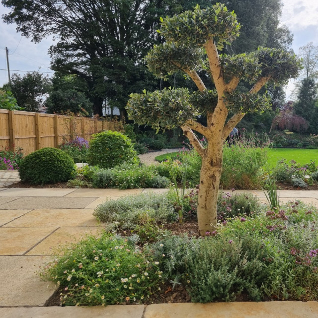large contemporary garden in south cotswolds Olive Tree2