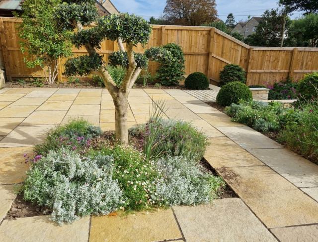 large contemporary garden in south cotswolds Olive Tree