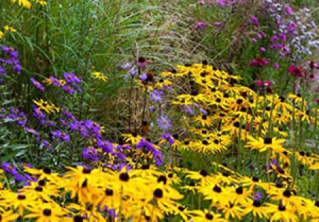 Rudbeckia Asters Grasses and Echinacea