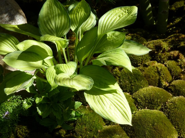 Large leaves Hosta Sum and Substance