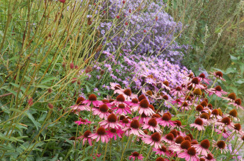 Autumn Planting Border