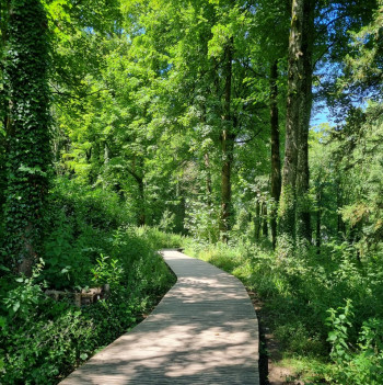 Timber Boardwalk in Woods